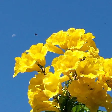 公寓 Residenza Botticelli *